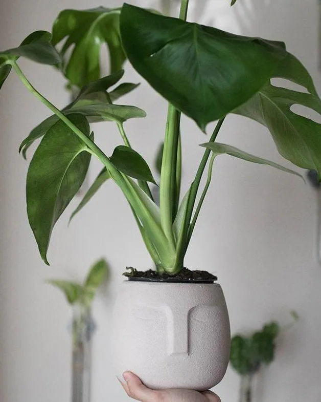 Face Planter in Matte Pink